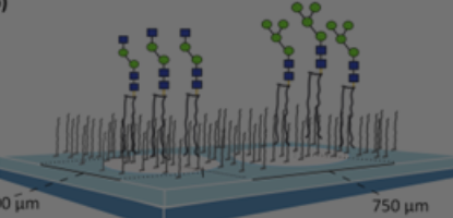 Chemical Immunology