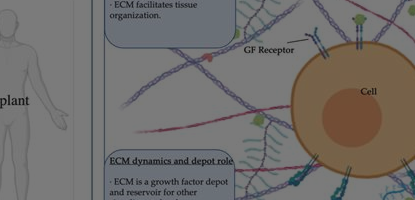 Materials for bone and cartilage tissue engineering