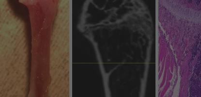 Physiological bone and cartilage formation processes